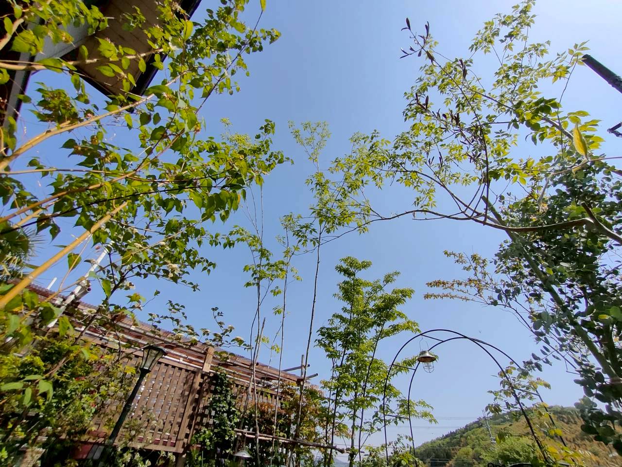 樹木と青空